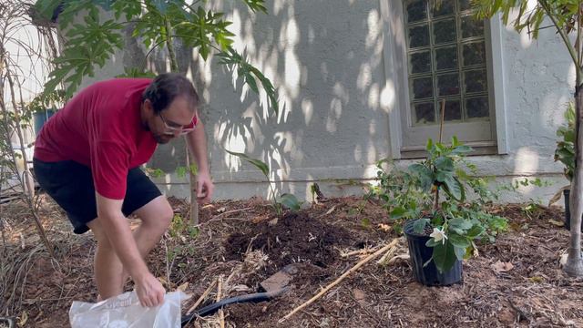 Planting a Tahitian Gardenia in Phoenix, AZ! (Zone 9B) смотреть онлайн