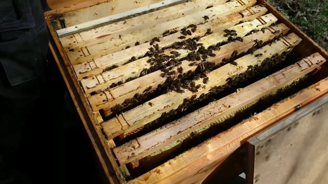 Первая весенняя ревизия. Пропала матка! Сеем медоносы. смотреть онлайн