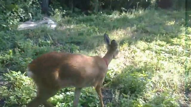 Косуля во дворе (с.Долиновка, Кировоградская обл.) смотреть онлайн