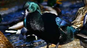 Разведение американских уток Каюга как бизнес идея | Американская утка Каюга