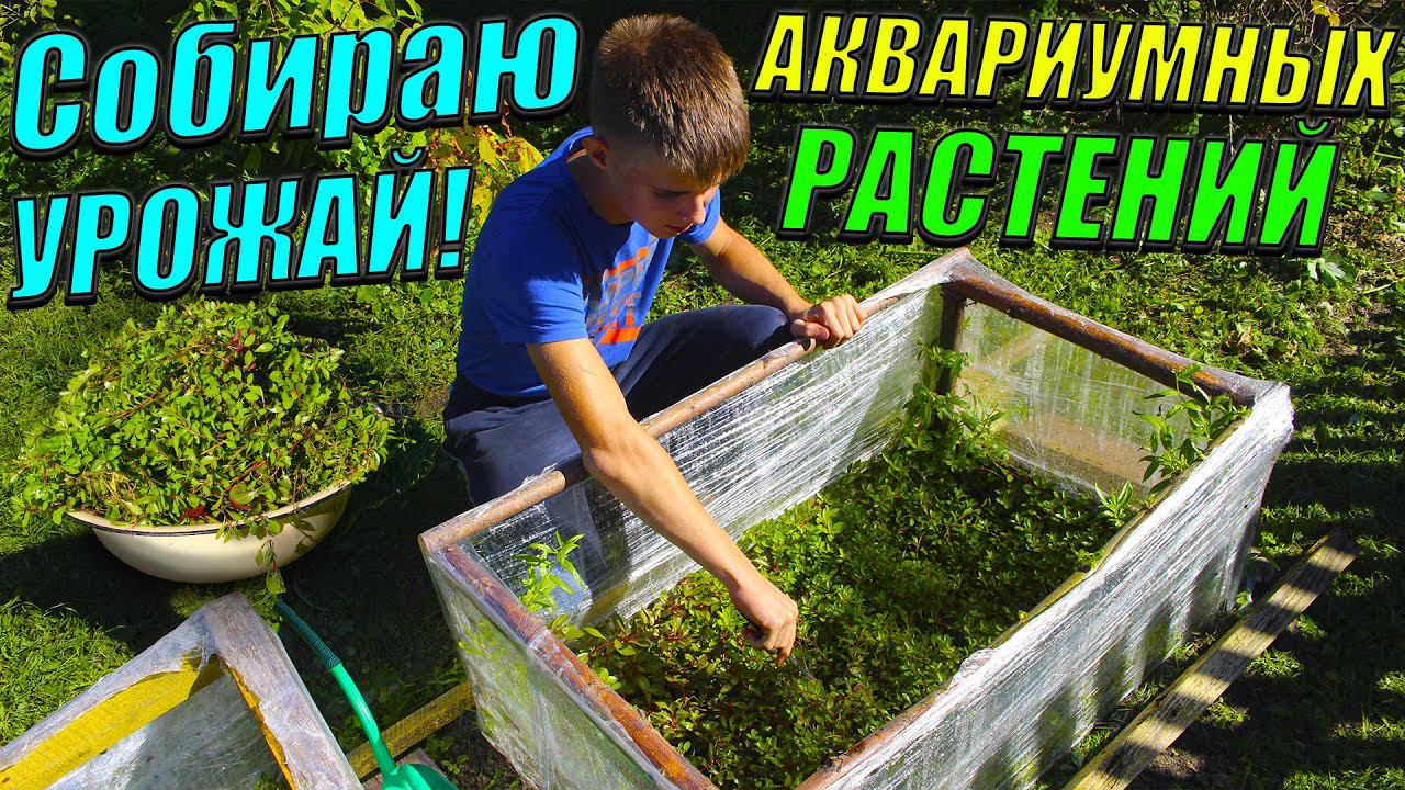 Акватеплица в сентябре! [СБОР УРОЖАЯ АКВАРИУМНЫХ РАСТЕНИЙ!] смотреть онлайн