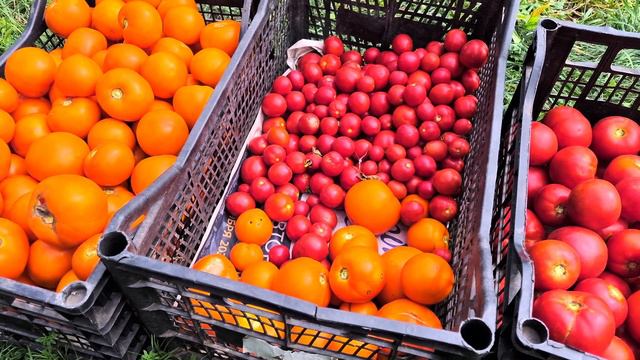 Итоги выращивания томатов в открытом грунте. 2022г. Выбор сортов томатов. смотреть онлайн