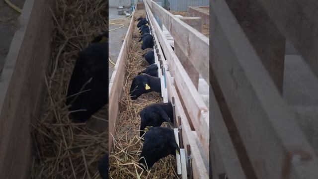 Проданы яроки Дорпера. #георгиевскийдорпер смотреть онлайн