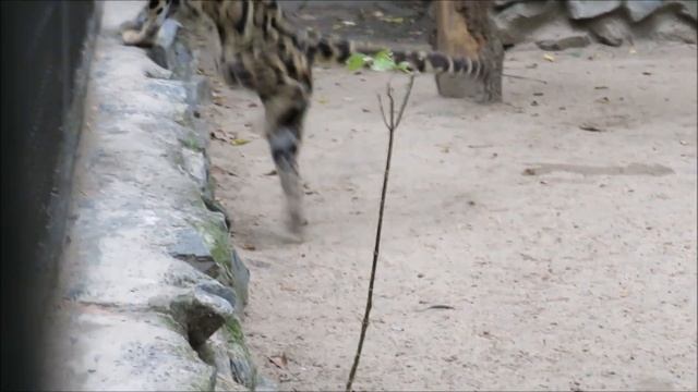 Дымчатые леопарды откликаются 02.10.2020 смотреть онлайн