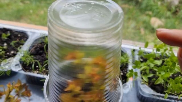 Спирея японская. Укоренение черенков. Хроники 16.05.2022г. 82й день. смотреть онлайн