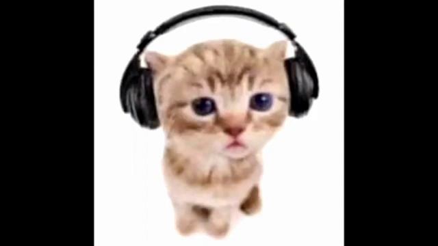 кот в наушниках издает угарные звуки смотреть онлайн