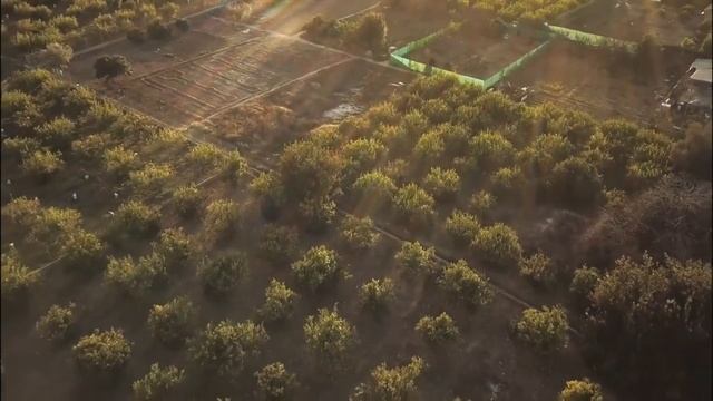 Эфиопия бьёт мировые рекорды. Проект "Зелёное наследие". смотреть онлайн