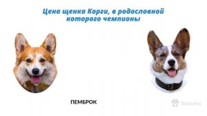 Корги разница в цене - Кардиган и Пемброк