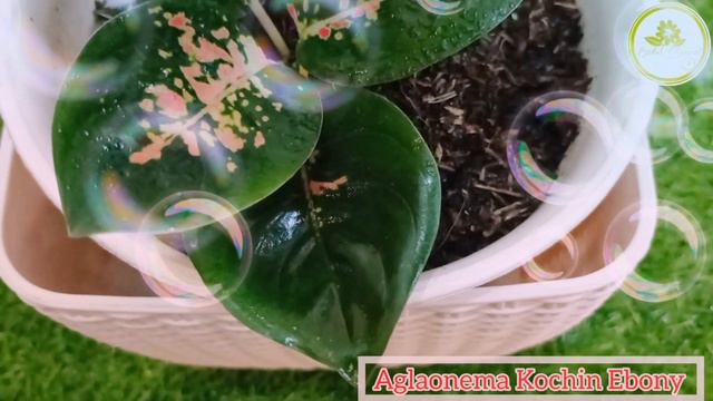 Aglaonema Kochin Ebony