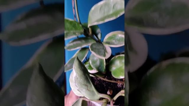 Hoya crimson queen смотреть онлайн