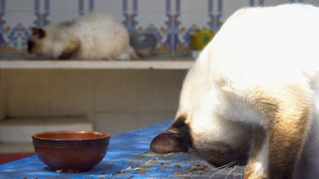 We HAVE a lot to THANK the CATS for | Cinematic Cat Video смотреть онлайн
