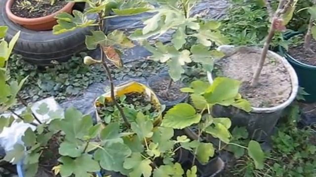 Выращивание инжира в горшке и подготовка к зимовке смотреть онлайн