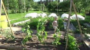 Мой огород. Что растет на моей даче.