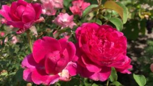 Rose James L. Austin