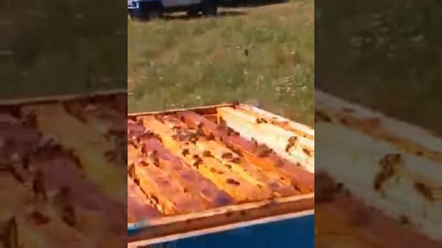 ПЕРВАЯ КАЧКА смотреть онлайн