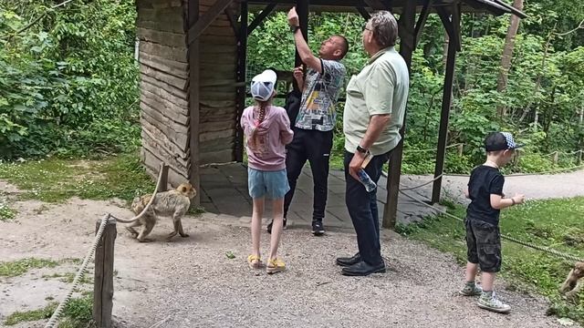 Обезьяны атакуют