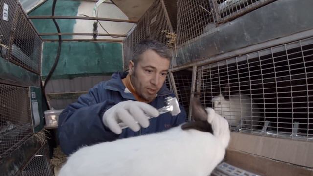 Клеймение кроликов смотреть онлайн