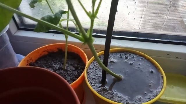 Как Вырастить Фасоль в Домашних Условиях #26 смотреть онлайн