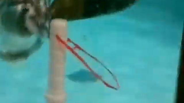 новосибирский зоопарк пингвинята видио 2 смотреть онлайн