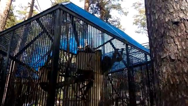 Новосибирский Зоопарк! Часть 1 смотреть онлайн