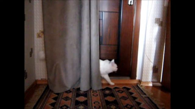 Кот отвечает на вопросы Funny cats смотреть онлайн