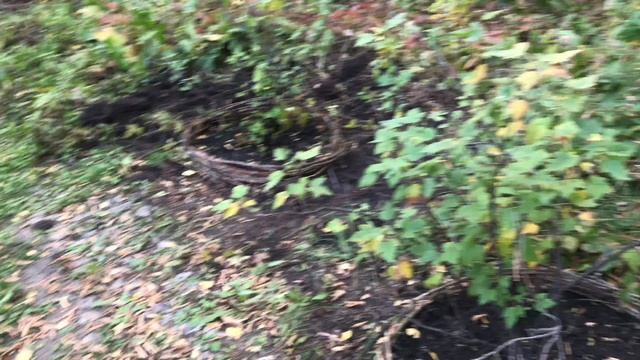 Начинаем лечение смородины смотреть онлайн