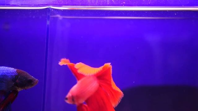 ?Aquass - Петушок Бетта двухвостый красный смотреть онлайн