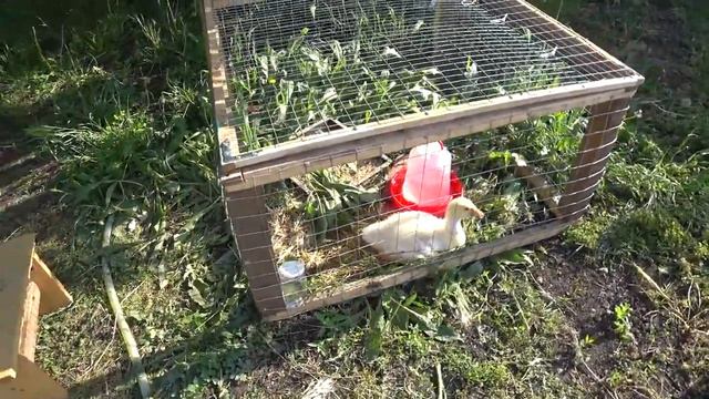 Муж сказал - Хороший мангал!👍 Испекла куличи🥧🥧🥧 Празднуем Светлую Пасху😋🧡😘 смотреть онлайн