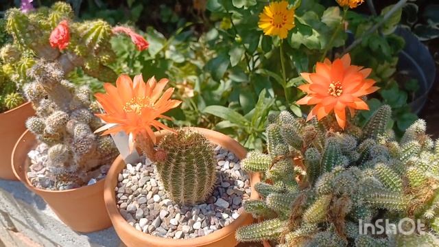 7?Цветущие Кактусы и Сукуленты #кактусы #cactusblooming смотреть онлайн