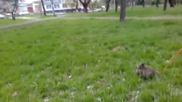 Будни Буськи! смотреть онлайн