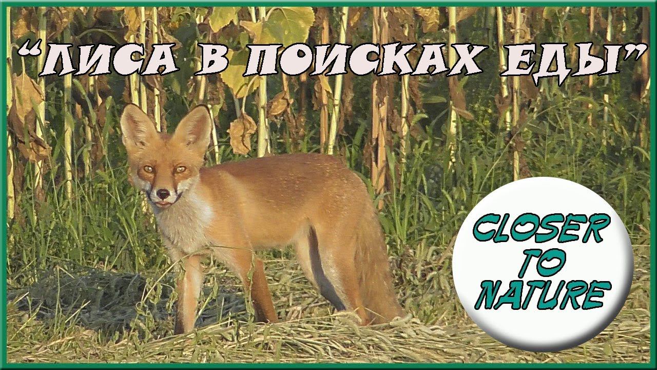 Лиса в поисках еды смотреть онлайн