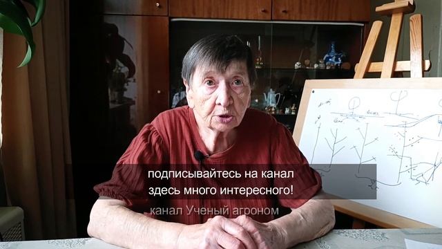 Редкий неприхотливый ягодный кустарник - войлочная вишня смотреть онлайн