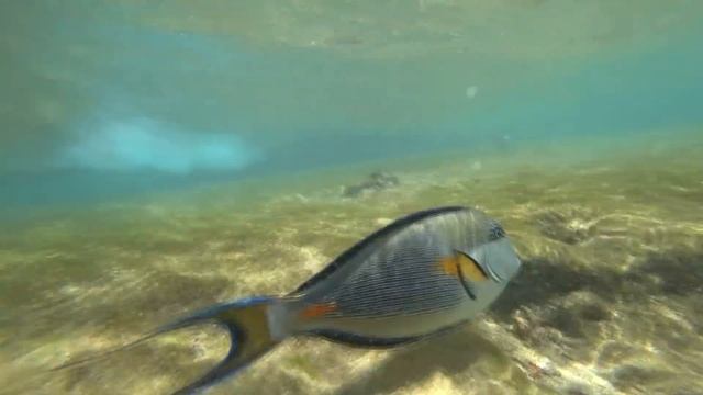 ЕГИПЕТ МОРЕ 2020 / ПЛЯЖ и РИФ отеля Otium Family Amphoras Beach Resort / пляж SHORES AMPHORAS / Шар