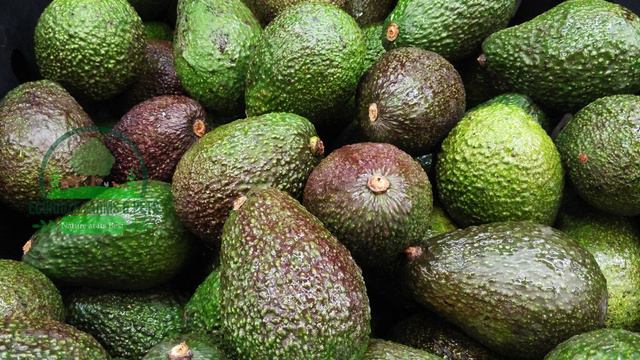 అవకాడో సాగు విధానం | ఎకరానికి 45 లక్షల ఆదాయం | Avocado Farming in Telugu смотреть онлайн
