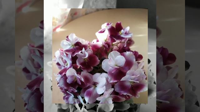 СОРТ ФИАЛКИ MAC'S SOUTHERN SPRINGTIME. смотреть онлайн