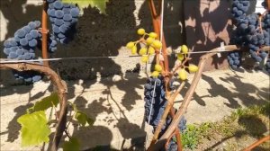 Виноград Зилга