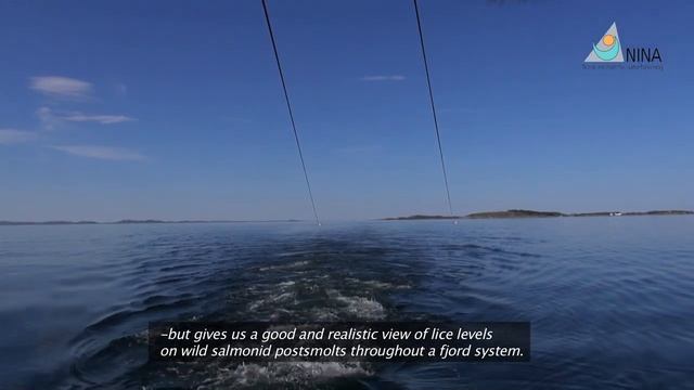 Salmon Lice On Sea Trout And Atlantic Salmon