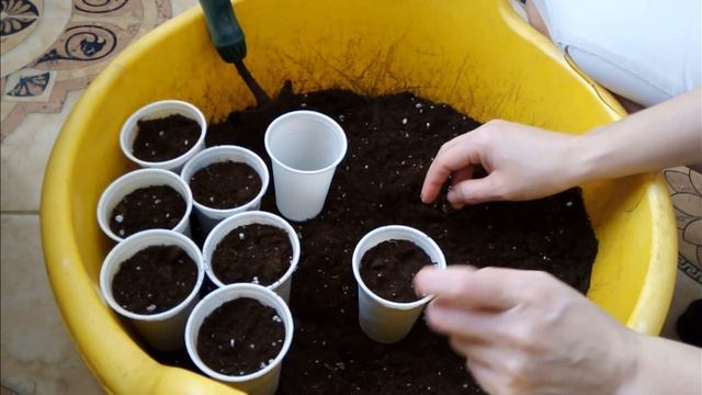 Посев семян овощей на рассаду. Подготовка грунта к посеву. смотреть онлайн