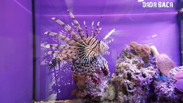 Морская рыба крылатка зебра в аквариуме! Морской аквариум Зооленда! Zooland в Харькове. смотреть онлайн