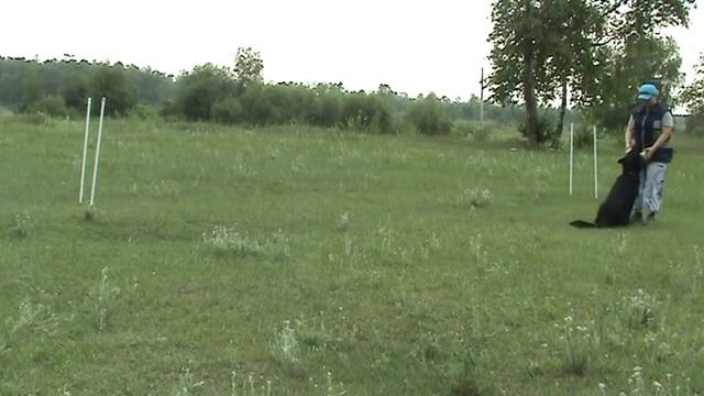 СДЦ "Город Собак". Тренировка по послушанию. смотреть онлайн