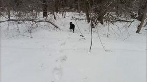 КАРЕЛЬСКАЯ МЕДВЕЖЬЯ ЛАЙКА/ ТОВАРИЩ ПРИВЕЗ СОБАКУ ЗА 95 ТЫСЯЧ/