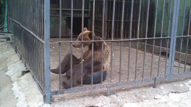 Карагандинский мишка смотреть онлайн