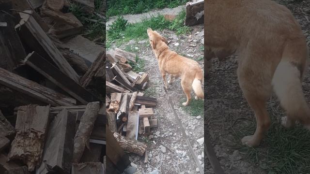 Взяли собаку с помойки.Как всё начиналось.Шалайка Пчёлка. смотреть онлайн