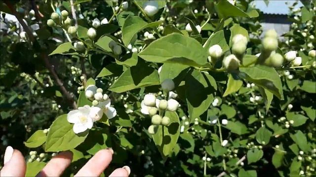 Подарок-душистые травки! Новая крыша у свахи/ Обрабатываем две дачи.. смотреть онлайн