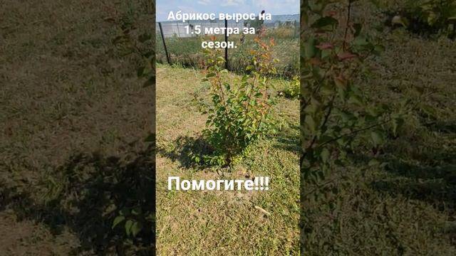 Абрикос вырос на 1500мм за сезон #абрикос #деревофруктовое #сад #огород #украина #белгород #дача #д смотреть онлайн