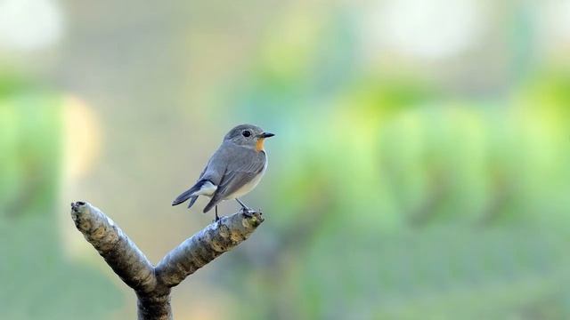 Голоса птиц Как поёт Мухоловка малая Ficedula parva.mp4 смотреть онлайн
