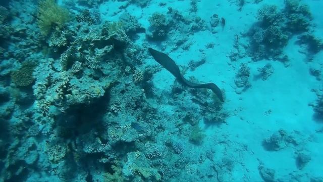 Красное море "Зубастая мурена" смотреть онлайн