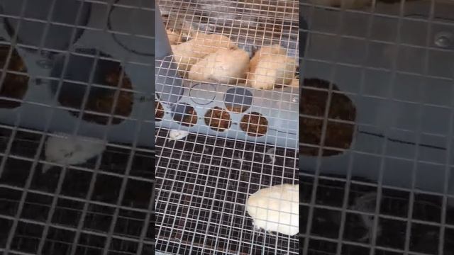 САМАЯ лучшая КОРМУШКА для ПЕРЕПЕЛОВ своими руками смотреть онлайн