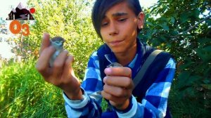 Как отличить самку от самца||||ПОЛЕВОГО ВОРОБЬЯ??!!!