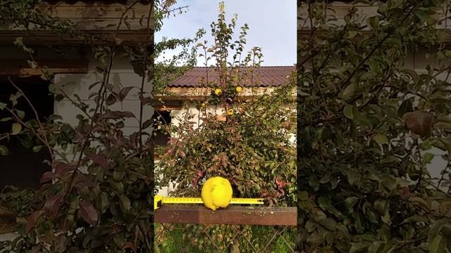 Прививка айвы на грушу(Цезарь и Беларусская поздняя). смотреть онлайн